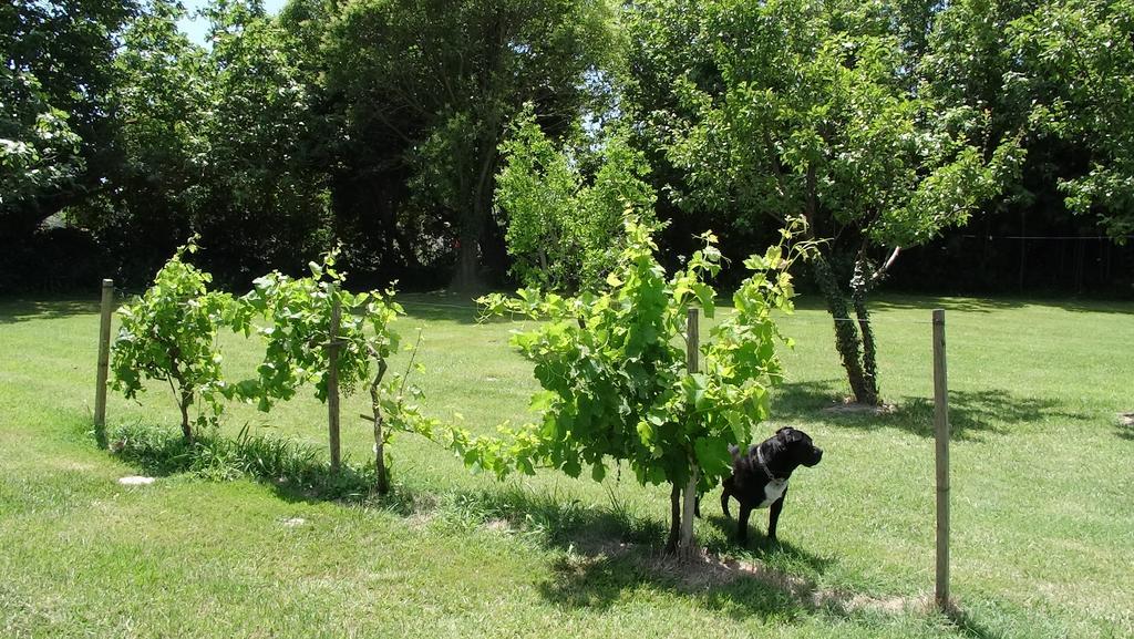 Mas De Bouvet En Camargue Bed & Breakfast Albaron Dış mekan fotoğraf