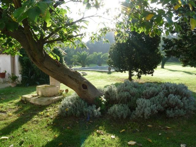 Mas De Bouvet En Camargue Bed & Breakfast Albaron Dış mekan fotoğraf